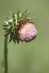 <img100*0:stuff/z/73640/Texas%2520Thistle/i1264984370_24.jpg>