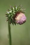 <img100*0:stuff/z/73640/Texas%2520Thistle/i1264984370_25.jpg>