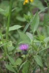 <img100*0:stuff/z/73640/Texas%2520Thistle/i1264984370_26.jpg>