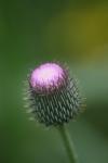 <img100*0:stuff/z/73640/Texas%2520Thistle/i1264984370_27.jpg>