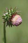 <img100*0:stuff/z/73640/Texas%2520Thistle/i1264984370_28.jpg>