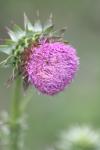 <img100*0:stuff/z/73640/Texas%2520Thistle/i1264984370_29.jpg>