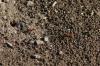 <img100*0:stuff/z/73640/ants.1/i1275797942_10.jpg>