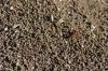 <img100*0:stuff/z/73640/ants.1/i1275797942_12.jpg>