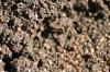 <img100*0:stuff/z/73640/ants.1/i1275797942_3.jpg>