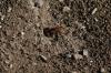 <img100*0:stuff/z/73640/ants.1/i1275797943_15.jpg>