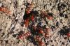 <img100*0:stuff/z/73640/ants.1/i1275797943_17.jpg>