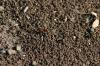 <img100*0:stuff/z/73640/ants.1/i1275797943_22.jpg>