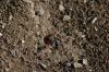 <img100*0:stuff/z/73640/ants.1/i1275797943_23.jpg>