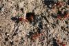 <img100*0:stuff/z/73640/ants.1/i1275797943_24.jpg>