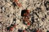 <img100*0:stuff/z/73640/ants.1/i1275797943_25.jpg>