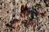 <img100*0:stuff/z/73640/ants.1/i1275797944_29.jpg>