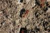 <img100*0:stuff/z/73640/ants.1/i1275797944_32.jpg>