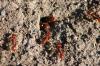 <img100*0:stuff/z/73640/ants.1/i1275797944_33.jpg>