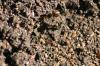 <img100*0:stuff/z/73640/ants.1/i1275797944_34.jpg>