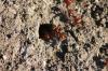 <img100*0:stuff/z/73640/ants.1/i1275861619_2.jpg>