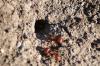 <img100*0:stuff/z/73640/ants.1/i1275861620_11.jpg>