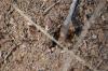 <img100*0:stuff/z/73640/ants.1/i1275861620_17.jpg>