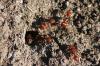 <img100*0:stuff/z/73640/ants.1/i1275861620_5.jpg>