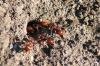 <img100*0:stuff/z/73640/ants.1/i1275861620_8.jpg>