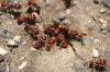 <img100*0:stuff/z/73640/ants.1/i1275861621_19.jpg>