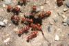 <img100*0:stuff/z/73640/ants.1/i1275861621_24.jpg>