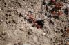 <img100*0:stuff/z/73640/ants.1/i1275863576_3.jpg>