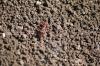 <img100*0:stuff/z/73640/ants.1/i1275863577_6.jpg>