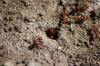 <img100*0:stuff/z/73640/ants.1/i1275863577_7.jpg>