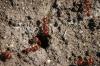 <img100*0:stuff/z/73640/ants.1/i1275863577_8.jpg>