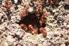 <img100*0:stuff/z/73640/ants.1/i1275863577_9.jpg>