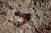 <img100*0:stuff/z/73640/ants.1/i1275863578_12.jpg>