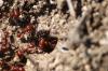 <img100*0:stuff/z/73640/ants.1/i1275863578_13.jpg>