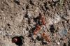 <img100*0:stuff/z/73640/ants.1/i1275863579_15.jpg>