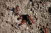 <img100*0:stuff/z/73640/ants.1/i1275863579_16.jpg>