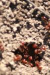 <img100*0:stuff/z/73640/ants.1/i1275863581_17.jpg>