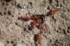 <img100*0:stuff/z/73640/ants.1/i1275863583_22.jpg>