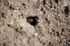 <img100*0:stuff/z/73640/ants.1/i1275863583_24.jpg>