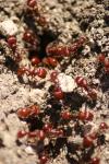 <img100*0:stuff/z/73640/ants.1/i1275863583_25.jpg>