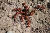 <img100*0:stuff/z/73640/ants.1/i1275863583_26.jpg>