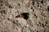 <img100*0:stuff/z/73640/ants.1/i1275863583_28.jpg>