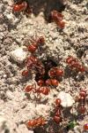 <img100*0:stuff/z/73640/ants.1/i1275863584_29.jpg>