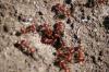 <img100*0:stuff/z/73640/ants.1/i1275863584_30.jpg>