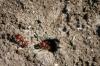 <img100*0:stuff/z/73640/ants.1/i1275863585_32.jpg>