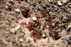 <img100*0:stuff/z/73640/ants.1/i1275863585_33.jpg>