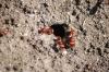 <img100*0:stuff/z/73640/ants.1/i1275863585_34.jpg>