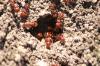 <img100*0:stuff/z/73640/ants.1/i1275863585_37.jpg>