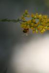 <img100*0:stuff/z/73640/bees%2520%2526%2520flowers%2520reference/i1257873022_3.jpg>