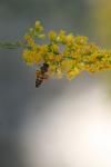 <img100*0:stuff/z/73640/bees%2520%2526%2520flowers%2520reference/i1257873022_7.jpg>