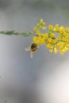 <img100*0:stuff/z/73640/bees%2520%2526%2520flowers%2520reference/i1257873023_12.jpg>